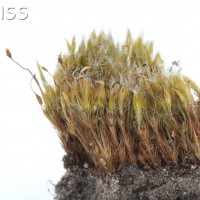 Heath Star-moss
